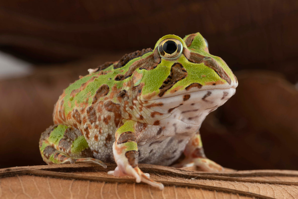 スマートフォン本体 frog Doppio's Frog Phone – Z Industries