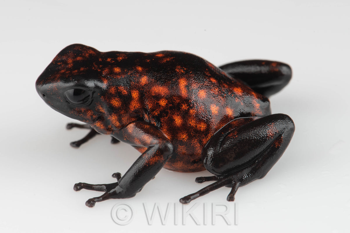 Oophaga sylvatica 