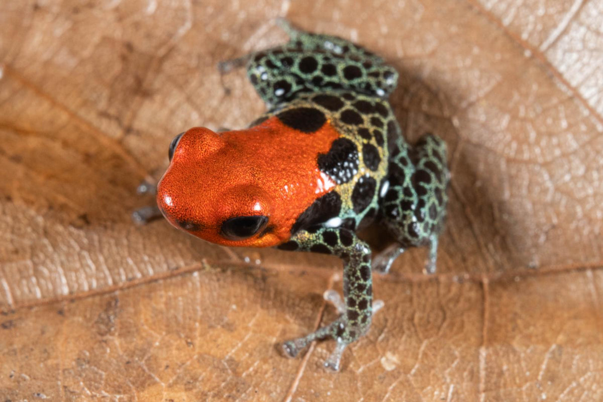 Ranitomeya reticulata “Oroza