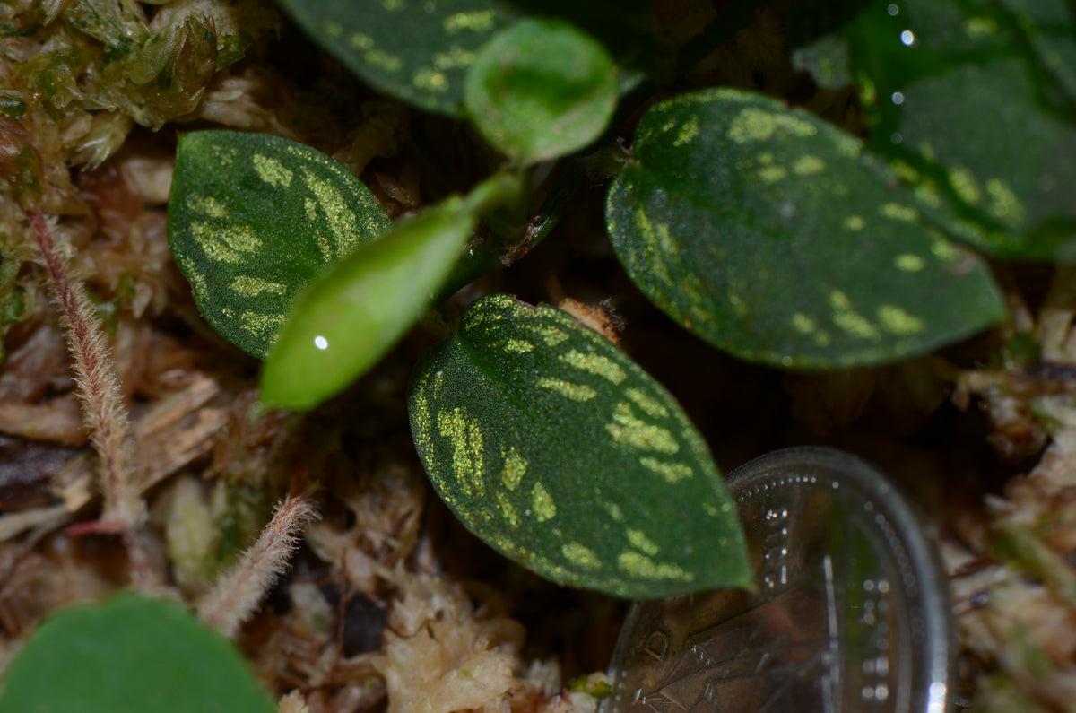 Philodendron sp