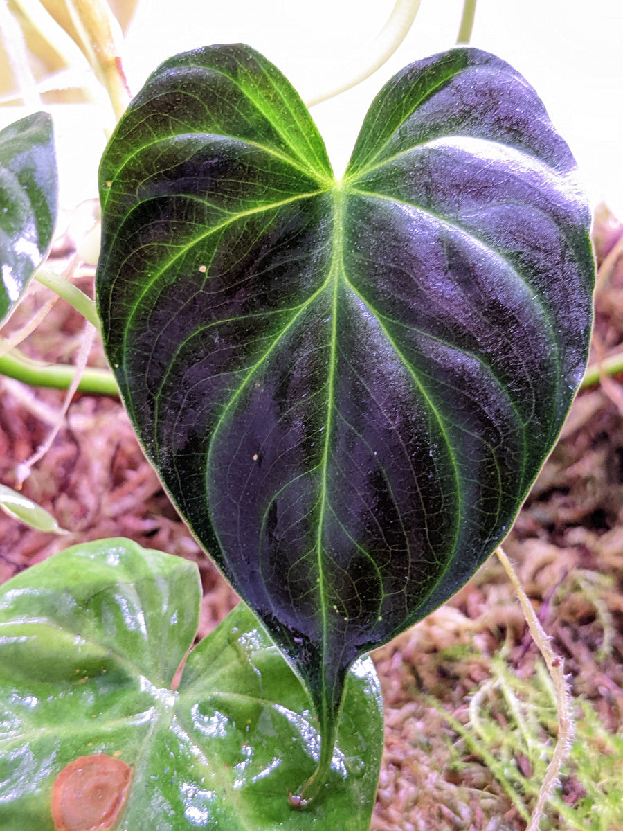 Philodendron verrucosum – INDOOR ECOSYSTEMS