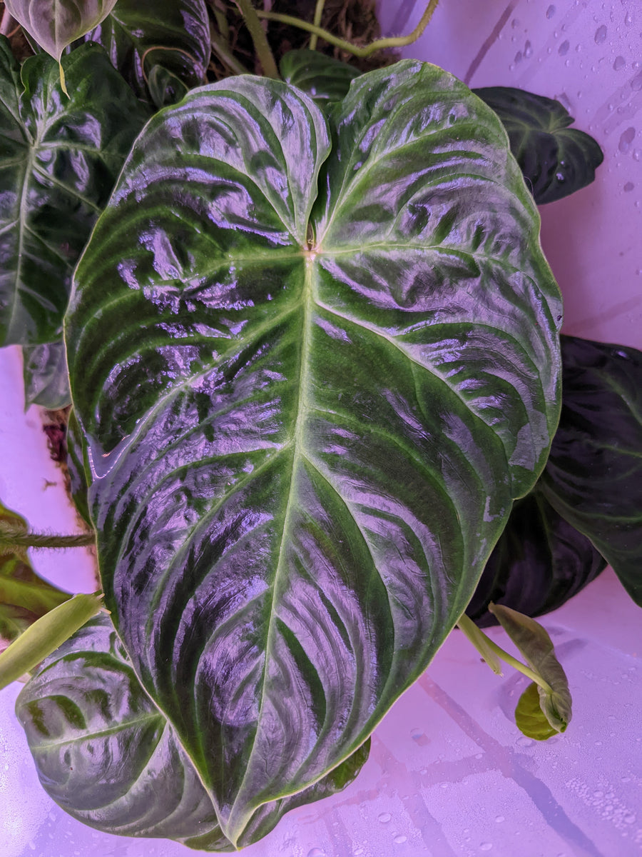 Philodendron verrucosum – INDOOR ECOSYSTEMS