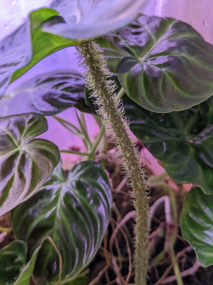 Philodendron verrucosum – INDOOR ECOSYSTEMS