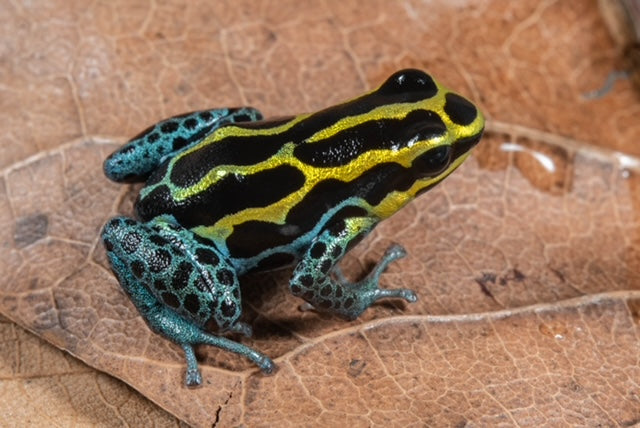 Ranitomeya variabilis “Borja Ridge