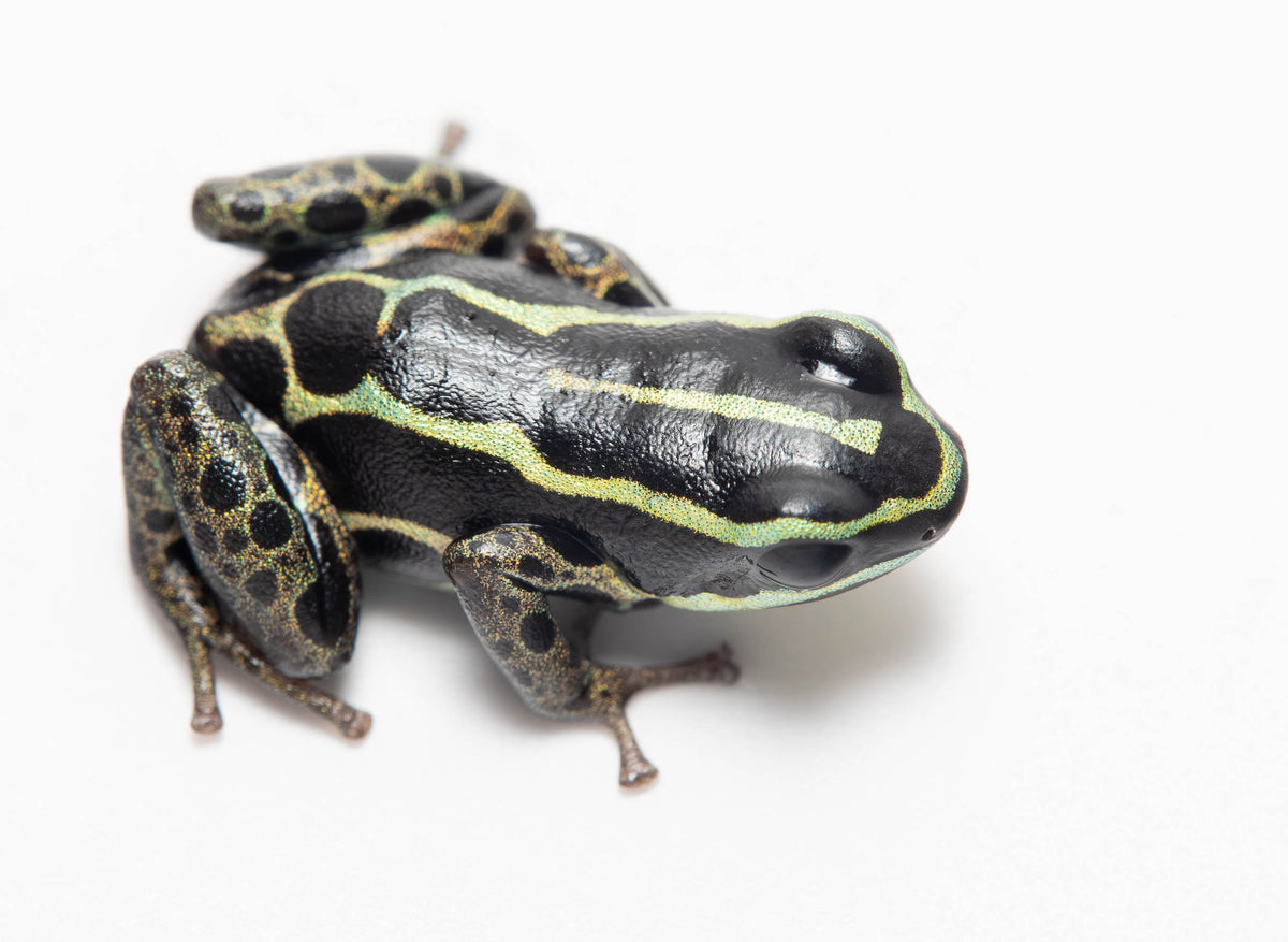 rana Ranitomeya imitator 