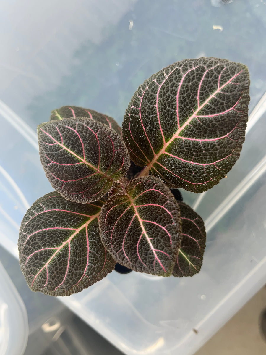 Pearcea hypocyrtiflora – INDOOR ECOSYSTEMS