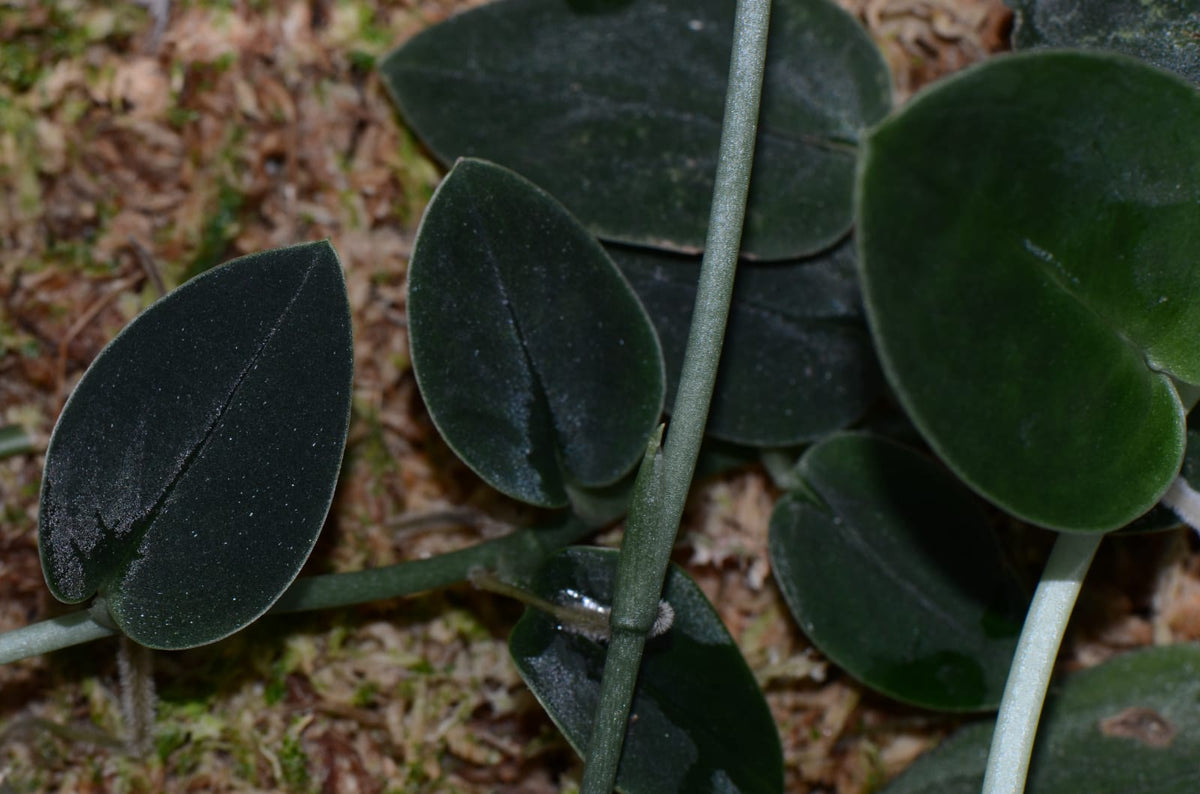 black monstera plant Monstera sp