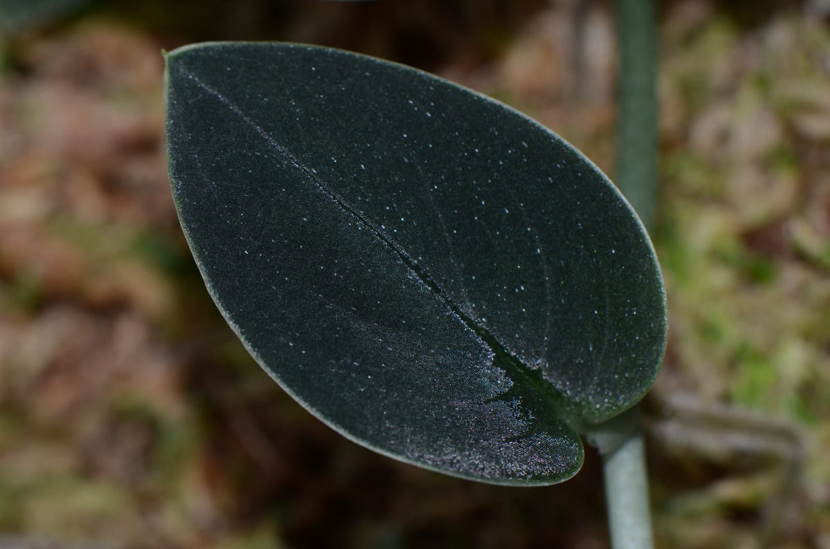 Monstera sp