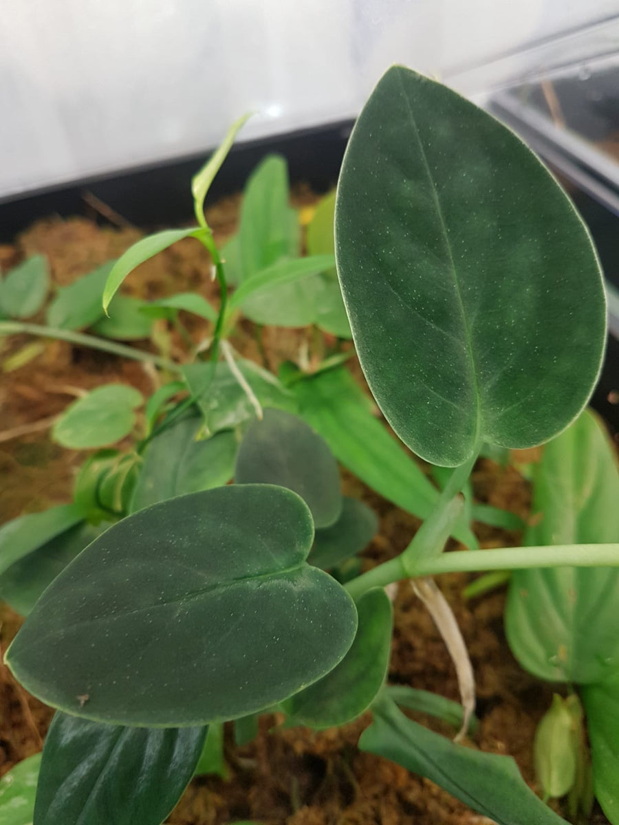 Monstera sp. - Black Velvet  INDOOR ECOSYSTEMS