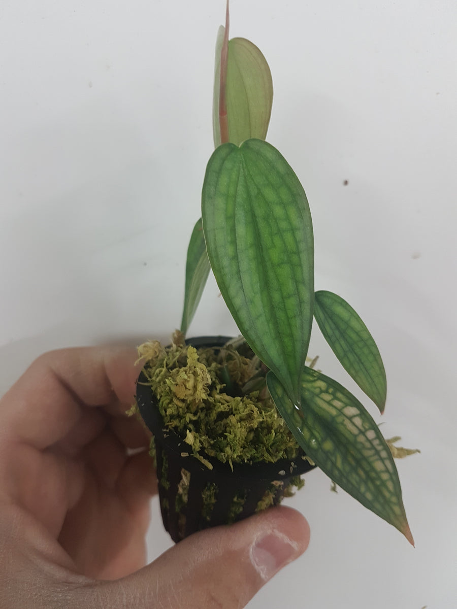 Philodendron