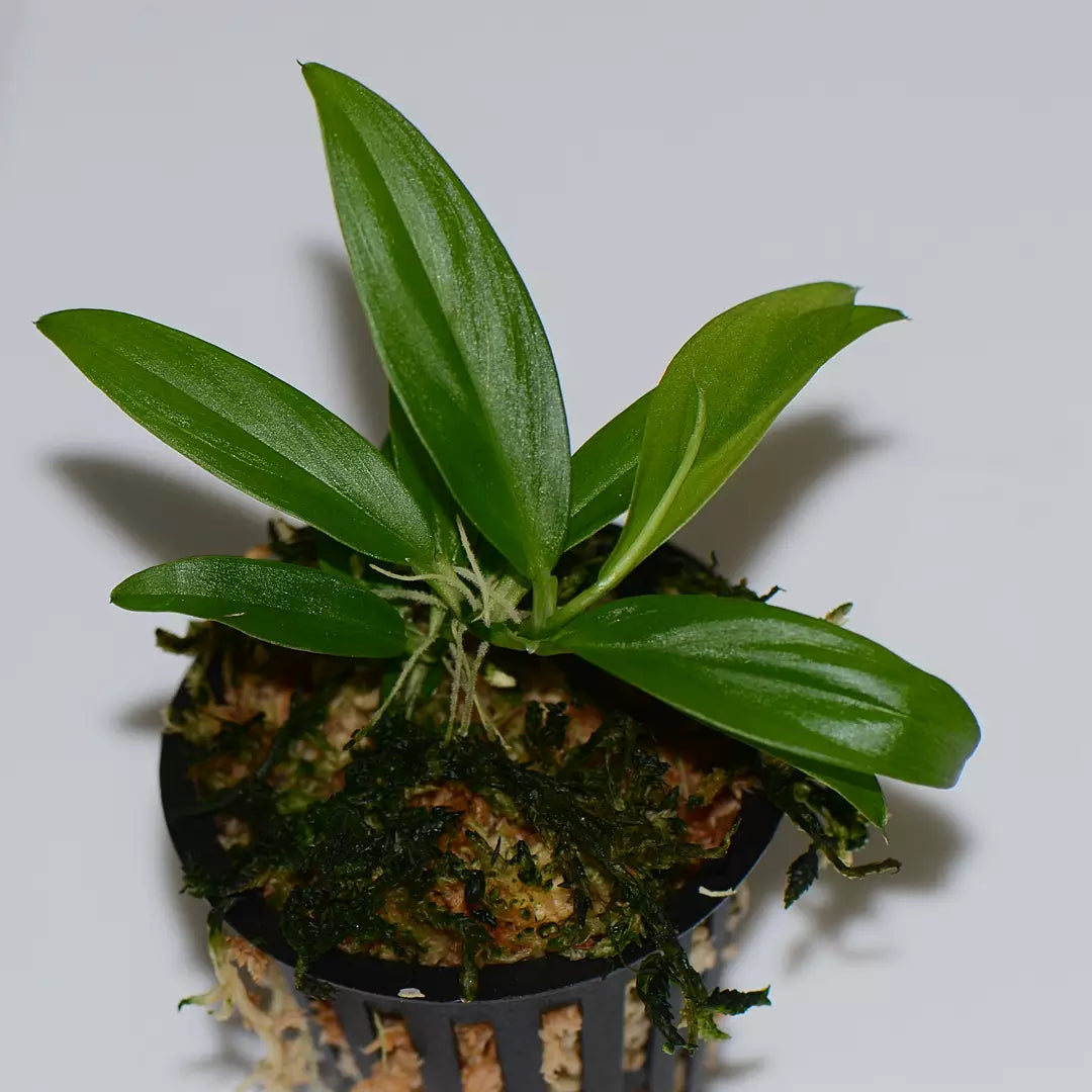 orchid philodendron Philodendron sp