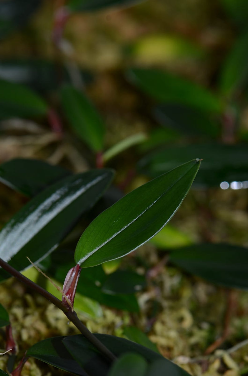 Philodendron pierrelianum