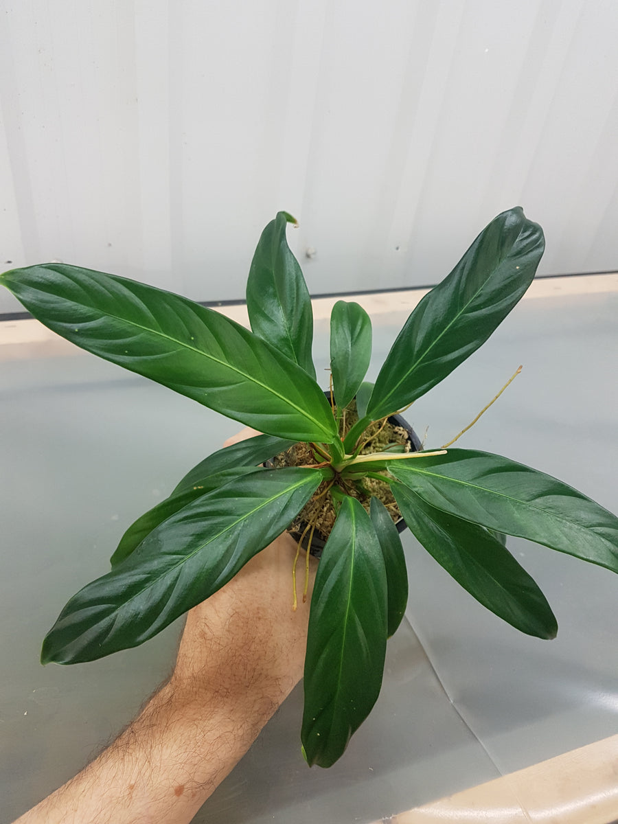 philodendron ruizii vs bicolor Philodendron aff. ruizii