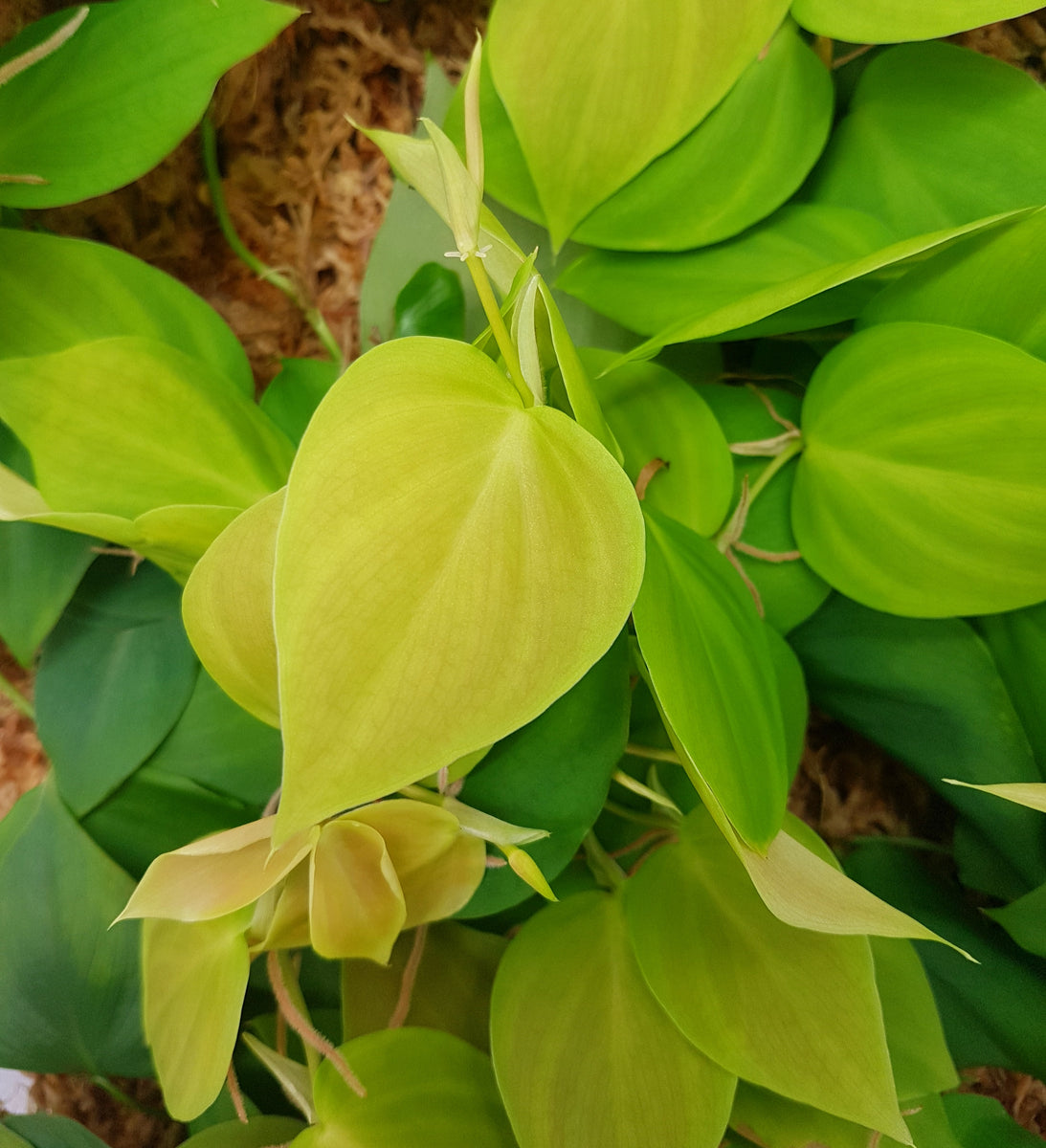 philodendron loefgrenii Philodendron sp