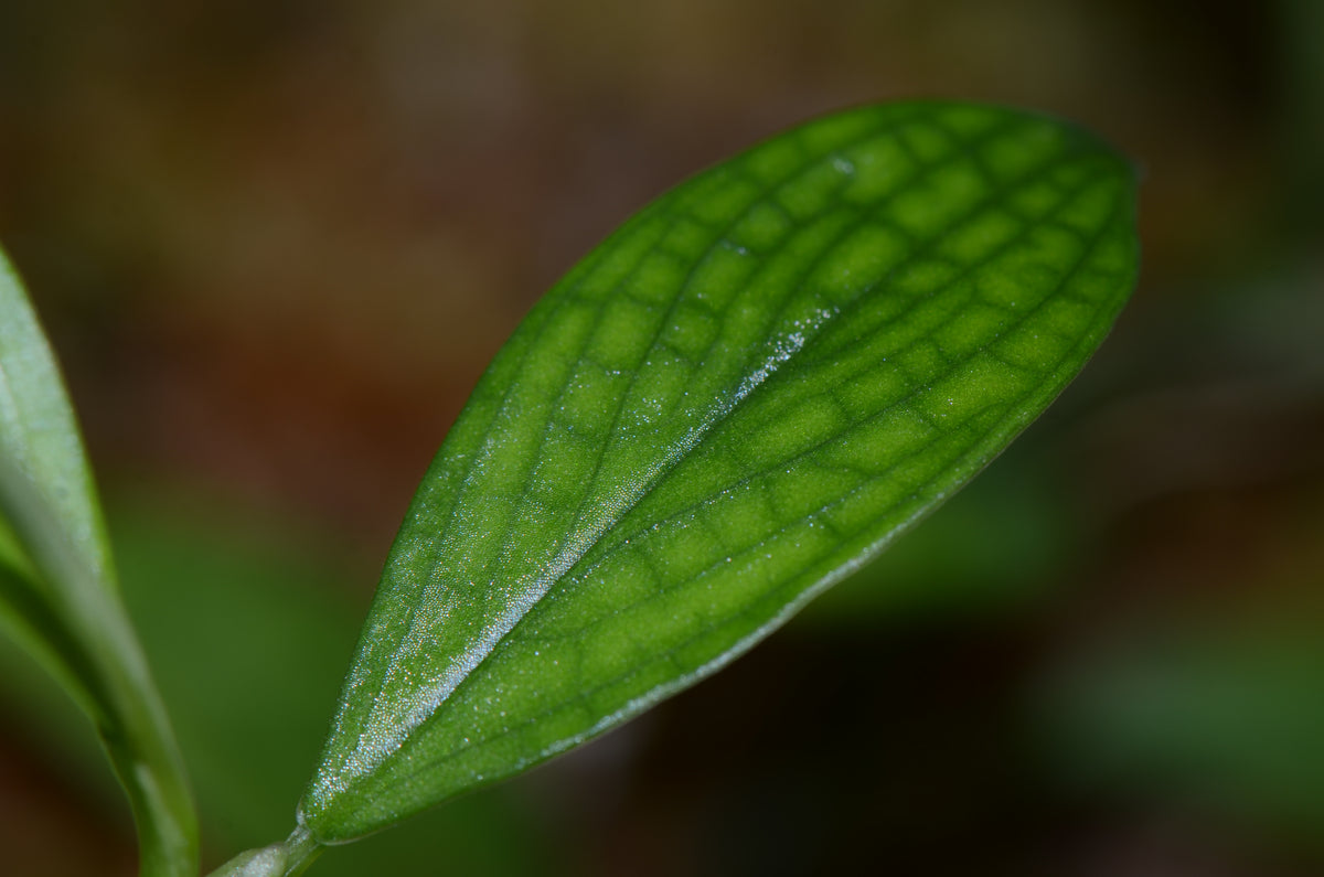 philodendron has water droplets on leaves Philodendron sp