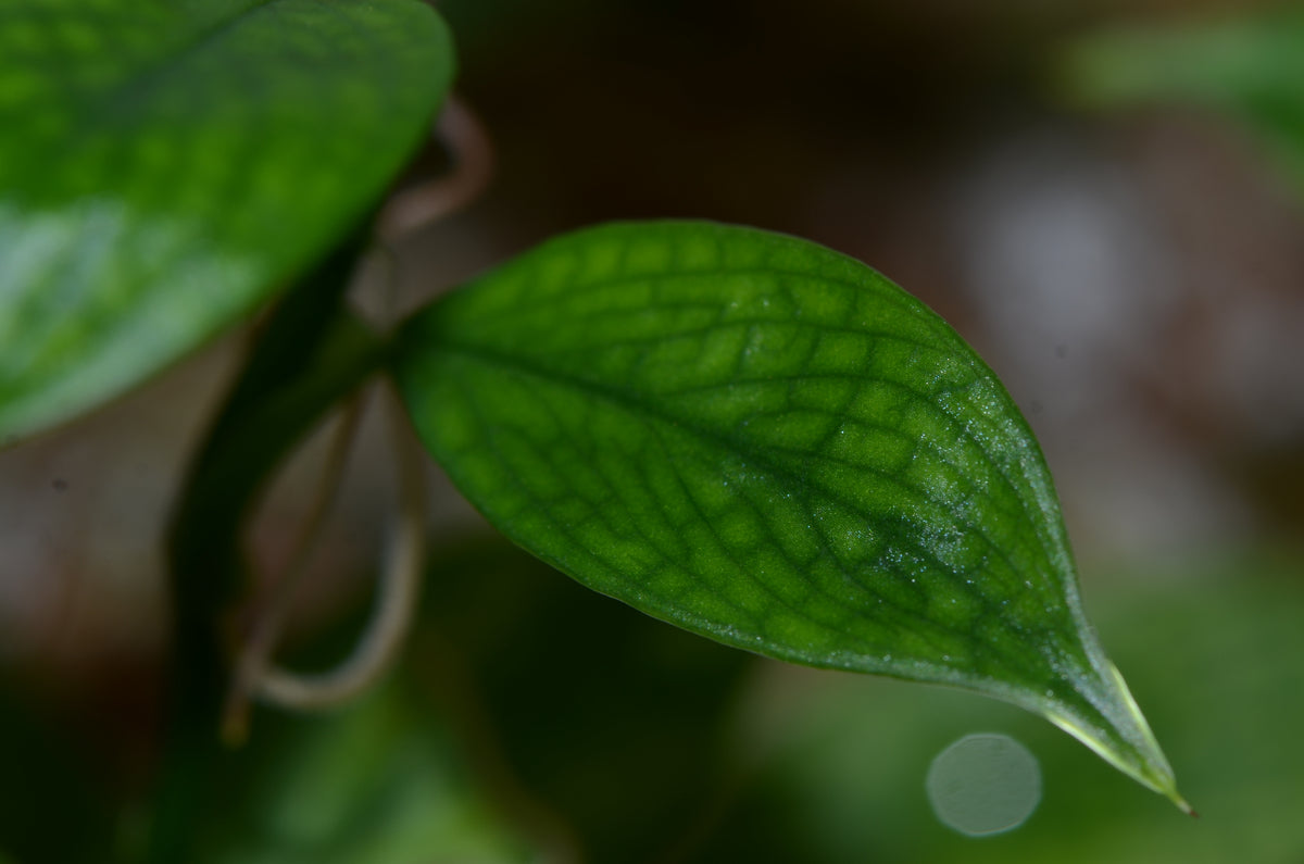 droplets at end of philodendron leaves Philodendron sp