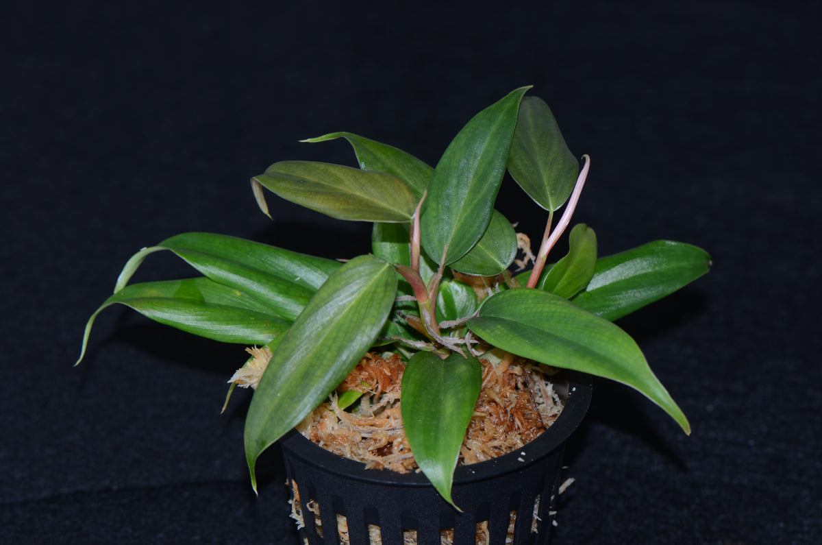Philodendron sp. Tarapoto – INDOOR ECOSYSTEMS