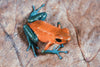 Oophaga pumilio “Almirante”