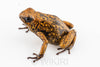 Oophaga sylvatica "Paru" exceptional proven female #02