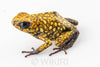 Oophaga sylvatica "Paru" exceptional proven female #03