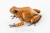 Oophaga sylvatica "Paru" exceptional calling male #03