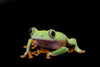 Agalychnis hulli