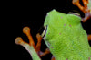 Agalychnis hulli