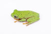 Agalychnis hulli
