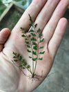 Asplenium aff. holophlebium "Santana"