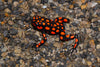 Oophaga histrionica "Bahia Solano" WYSIWYG #4