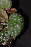 Begonia sp. - Maura Wahua