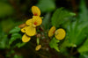 Begonia prismatocarpa