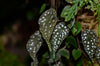 Begonia tropaeolifolia