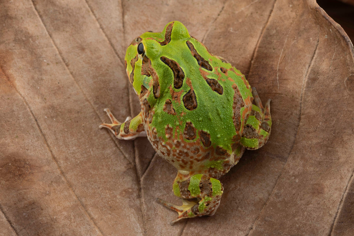 スマートフォン本体 frog 1台3役／世界最薄スマホ、超簡素／QWERTYキー付きケータイも MWC 2025