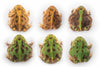 Ceratophrys stolzmanni