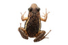 Epipedobates machalilla