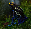 Dendrobates tinctorius “Cobalt”