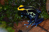 Dendrobates tinctorius “Cobalt”