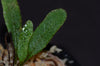 Elaphoglossum aff. crinitum - Northern Peru