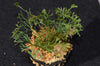 Elaphoglossum peltatum - Type 2