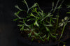 Elaphoglossum peltatum - Type 2