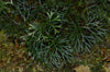 Elaphoglossum peltatum - Type 1