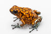 Oophaga sylvatica "Pata Blanca" exceptional proven female #01
