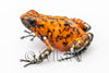 Oophaga sylvatica "Pata Blanca" proven female #01
