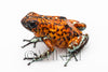 Oophaga sylvatica "Pata Blanca" exceptional proven female #02