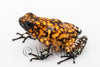 Oophaga sylvatica "Pata Blanca" proven female #02