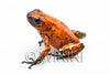 Oophaga sylvatica "Pata Blanca" proven female #03