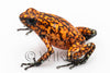 Oophaga sylvatica "Pata Blanca" proven female #04