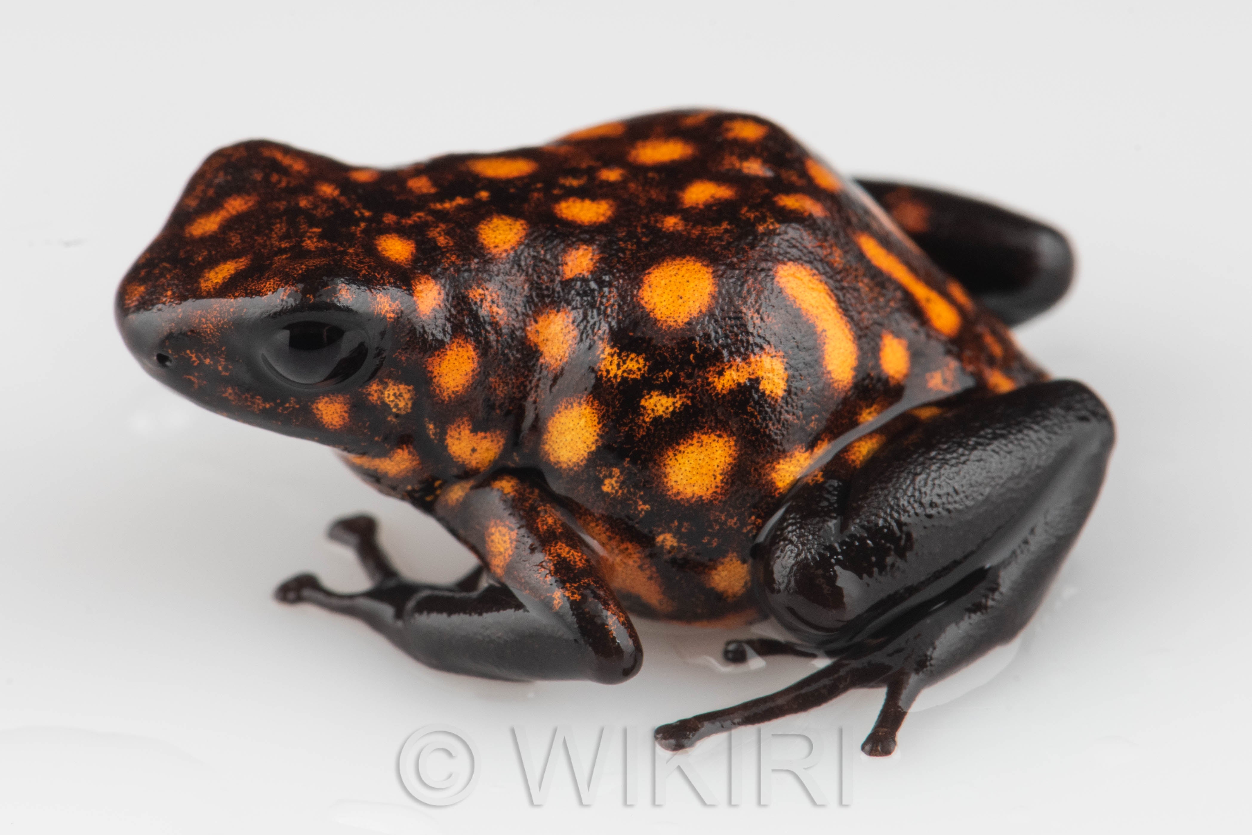 Oophaga sylvatica 
