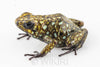 Oophaga sylvatica "Situwa" proven female #01